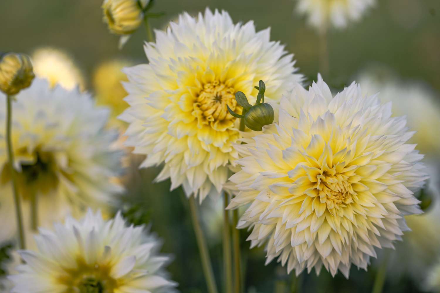Dahlia 'Canary Fubuki'